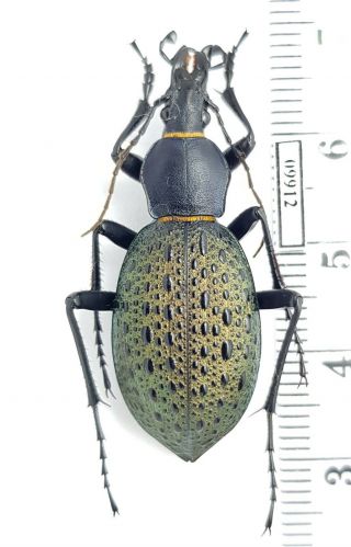 Carabidae Carabus (coptolabrus) Formosus Sunpanensis China,  Sichuan Male