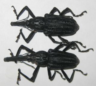 Curculionidae Vanapa Oberthuri Pair A1 Male 43mm (west Papua)