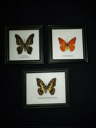(3) Butterfly Insect Display Taxidermy In Wood Frames Collectible Gift