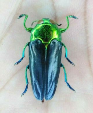 Coleoptera Buprestidae Sp.  24mm From Peru