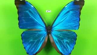 Morphidae Morpho Absoloni Male From Peru Mounted 677