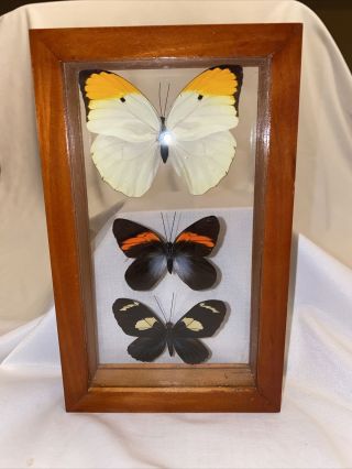3 Real Framed Butterflies In A Framed Double Glass Frame