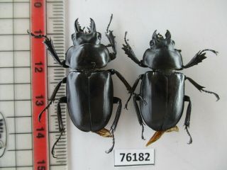76182 Lucanidae: Neolucanus Sp.  Vietnam North