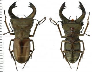 Cyclommatus Pulchellus 40mm Lucanidae From Timika,  West Papua,  Indonesia
