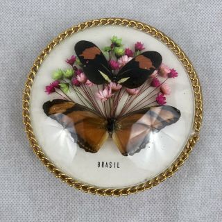 Vintage Butterfly Taxidermy Trinket Domed Jewelry Box With Lid Made In Brazil