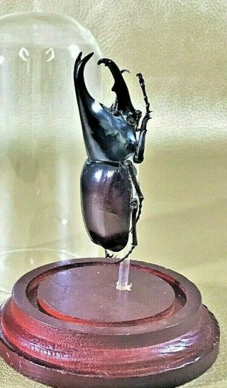 W30b Entomology Taxidermy Insect Beetle Xylotrupes Gideon Glass Dome Curiosities
