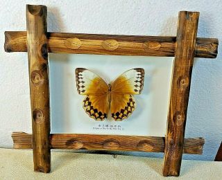 Emperor Butterfly Mounted Under Glass Rustic Wood Frame 11 " X 9.  25 "