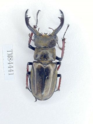 Tm84441 Lucanidae Lucanus Furcifer 50mm E Tibet