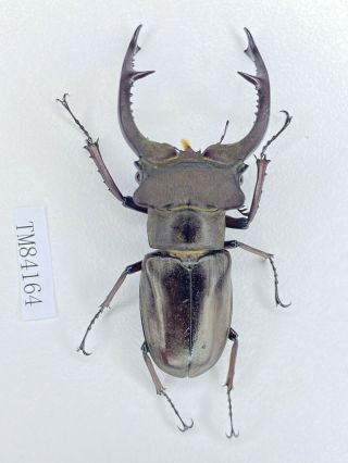 Tm84164 Lucanidae Lucanus Kraatzi Kraatzi 60mm Yunnan