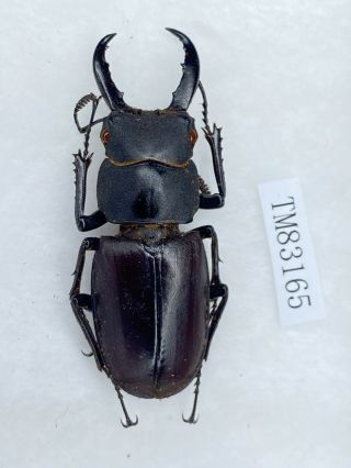 Tm83165 Lucanidae Hexarthrius 45mm Rare Philippines