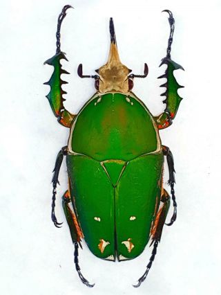 Mecynorrhina Torquata Male Huge 74mm,  Green/white Cetonidae Cameroon