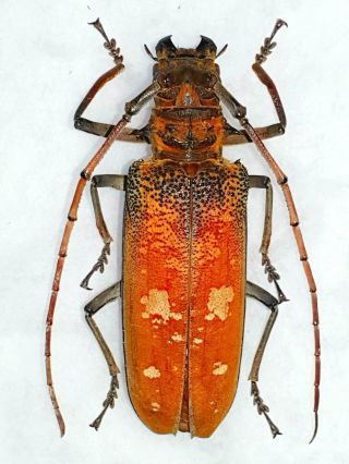 Batocera Wyllei Female Giant Xxl 73mm,  Cerambycidae Cameroon