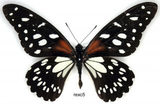 Butterfly - 1 X Mounted Scarce Male Papilio Rex Commixtus (good A1 -)