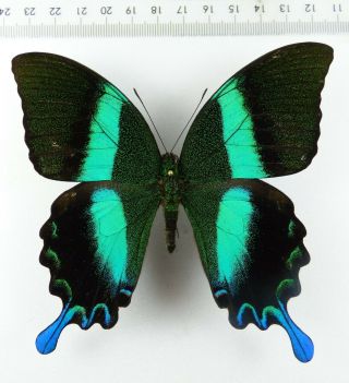 , Entomology,  Butterfly: Papilio Blumei Blumei Male Sulawesi,
