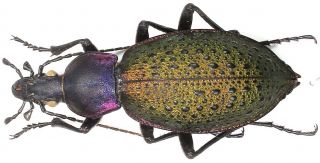 11.  Carabidae - Carabus (coptolabrus) Formosus Ssp.  Nili … Female,  Paratype