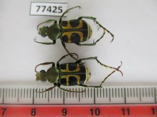 77425 Cetoniidae: Epitrichius Australis.  Vietnam.  Dak Lak