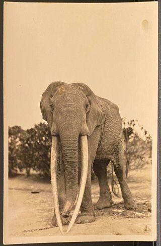 Africa Zagourski Real Photo Postcard Rppc African Elephant With Long Tusks