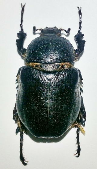 Scarabaeidae: Dynastinae: Megasoma Thersites,  Female.  Endemic A1/a - (pinhole)