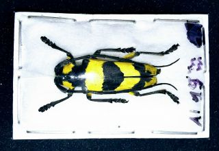 Cerambycidae Thermistis Conjunctesignata 19mm A1 From Laos - Rare,  Fine