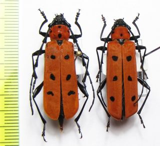 Cerambycidae,  Rosalia Decempunctata,  Indonesia,  Java