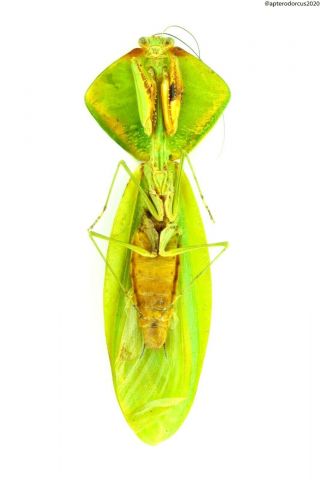 Mantidae,  cobra mantidae,  big 84 mm. 2