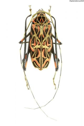 Cerambycidae,  Acrocinus Longimanus,  Pir,  67 Mm.  Male 64 Mm.  Female