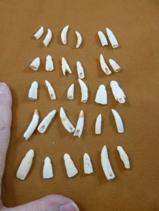 (g370 - 515) 30 Gator Alligator Aligator Tooth Teeth Make Own Jewelry Mixed Sizes