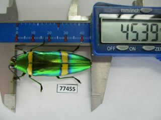 77455 Buprestidae: Chrysochroa Viridisplendens.  Vietnam South