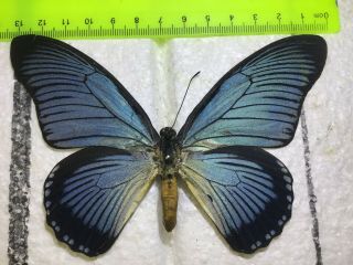 Uap 25 A,  /a Papilio Zalmoxis