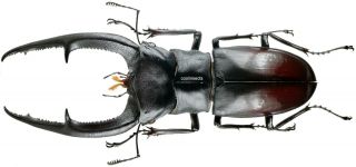 Insect - Lucanidae Hexarthrius Mandibularis - Sumatra - Male 100 104mm.