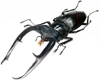 Insect - LUCANIDAE Hexarthrius mandibularis - Sumatra - Male 100 104mm. 2
