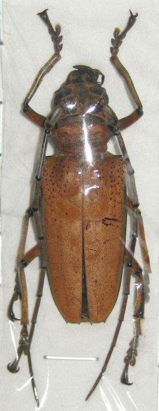 Cerambycidae Rosenbergia Mandibularis A1 39mm (west Papua)
