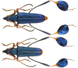 Insect - Cerambycidae Phyllocnema Xanthopelma - C.  Tanzania - Pair 20mm,  / -.