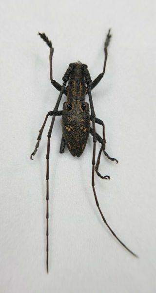 Cerambycidae Species,  Long Horn Beetles,  Top Rarity,  Yun 