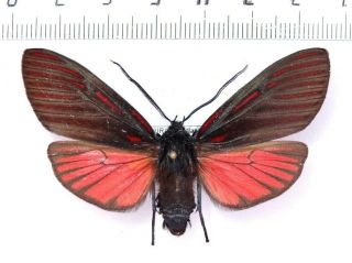 Arctiidae Zygaenidae Noctuidae Moths Sp.  101,  Honduras.  60 Mm Large