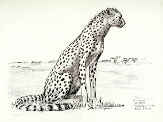 1973 Alert Cheetah B/w Framable Art Print/sketch By Ray Harm 11 " X15 " L@@k