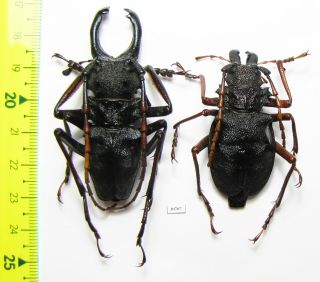 Prioninae,  Prionocalus Cacicus,  Pair,  Peru 59/50 Mm