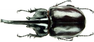 Insect - Augosoma Centaurus - Cameroon - Giant Male 85mm, .
