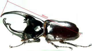 Insect - Augosoma centaurus - Cameroon - Giant Male 85mm, . 2