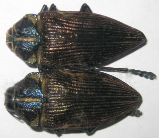 Buprestidae 2 Polybothris Geayi A1 (madagascar)