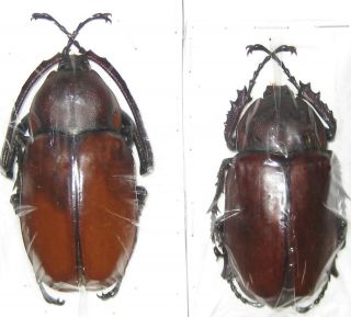 Euchininae Euchirus Longimanus Pair A1 Male 64mm (buru,  Indonesia)