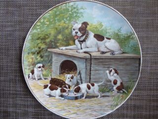 Vintage Collector Plate - 9.  5 " - Pit Bull Pitbull Terrier Staffordshire Puppies