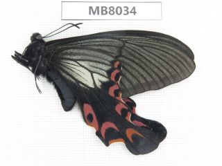 Butterfly.  Papilio Elwesi.  W Sichuan,  Ganzi Area,  Mt.  Gonggashan.  1m.  Mb8034.