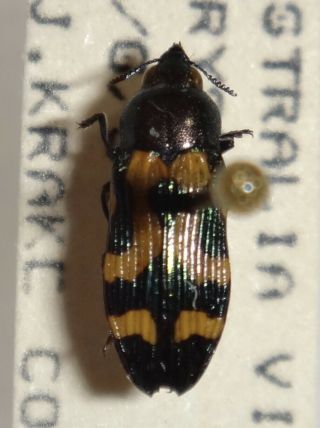Castiarina Flavopicta Green Form Australia T Jewel Beetle Buprestid Calodema