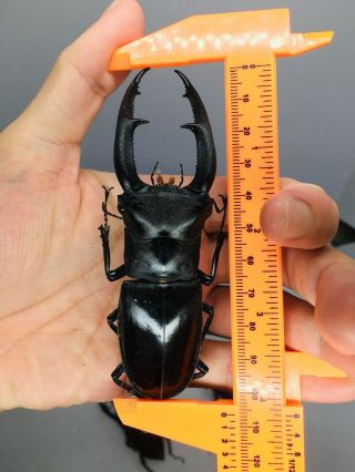 Hexarthrius Mandibularis From Indonesia 106mm Lucanidae