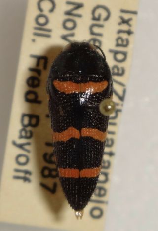 Acmaeodera Trizonalis Mexico Bp20 Buprestid Insect Jewel Beetle Calodema
