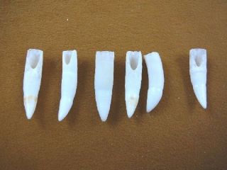 (g371 - 61 - 10) Six 1 - 1/4 " Gator Alligator Aligator Tooth Gators Teeth For Jewelry