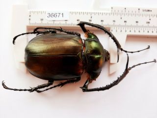 B36671 - Dynastidae: Cheirotonus Jansoni Ps.  Beetles Cao Bang Vietnam 68mm