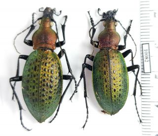 Carabidae Carabus (coptolabrus) Smaragdinus Ssp.  ? Russia,  Russky Isl.  Pair 2