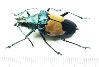 Cerambycidae 259 Pyrodes Sp Loreto Region - Dec 2020